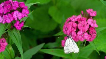 aporie crataegi, zwart geaderd wit vlinder in wild. wit vlinders Aan anjer bloem video