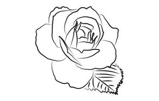 Rose vector graphic design, for prints, vector illustration