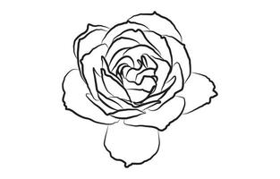 Rosa vector gráfico diseño, para huellas dactilares, vector ilustración