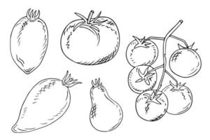 Set of tomatoes of different kinds. Bulb shaped tomatoes, elongated, round and cherry tomatoes. Mature vegetables isolated on a white background. Vector engraving illustration.