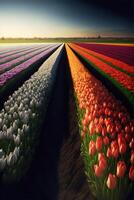 campo lleno con un montón de diferente de colores tulipanes generativo ai. foto