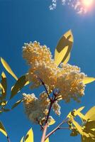 close up of a flower with the sun in the background. . photo