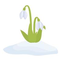 Spring snowdrop icon cartoon vector. Snow grass vector