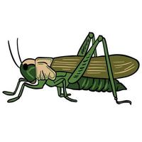 Green locust ,good for graphic design resources. vector