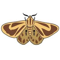 Beautiful cream wings moth ,good for graphic design resources. vector