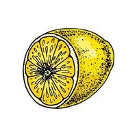 Cut by half lemon fruit. Colorful hand drawn vector illustration in sketch style isolated on white background. Citrus juicy yellow fruit