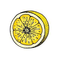 Lemon slice. Colorful hand drawn vector illustration in sketch style isolated on white background. Citrus juicy yellow fruit