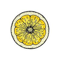 Lemon slice. Colorful hand drawn vector illustration in sketch style isolated on white background. Citrus juicy yellow fruit