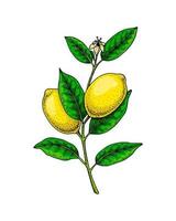 Lemon branch with fruits, leaves and flower. Colorful hand drawn vector illustration in sketch style isolated on white background. Citrus juicy yellow fruit