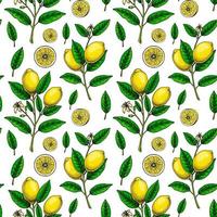 Lemon seamless pattern. Colorful hand drawn vector illustration in sketch style. Tropical exotic citrus fruit summer background