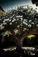 tree with white flowers in a courtyard. . photo