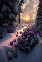 field of purple tulips covered in snow. . photo