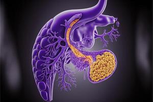 diagram of the inside of a human stomach. . photo