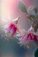 close up of a pink and white flower. . photo