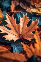 close up of a leaf on the ground. . photo