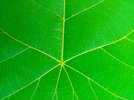 texture surface green leaf plant closeup image photo