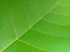 texture surface green leaf plant closeup image photo