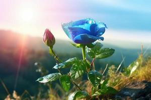 Blue rose in sun light. Generate Ai photo