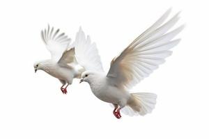 White pigeons isolated on white background. Generate Ai photo