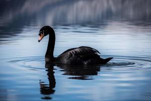 negro cisne lago. generar ai foto