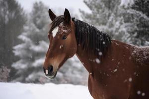 Horse in winter snow. Generate ai photo