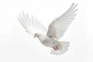 White pigeon isolated. Generate Ai photo