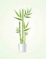 Realistic Detailed 3d Bamboo House Plant. Vector