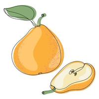 Pear. Color illustration of a yellow ripe pear whole and half vector