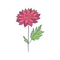 Colorful flower, hand drawn, vector flat illustration. Flowering plants with stems and leaves isolated on white. Floral decoration or gift. for your design