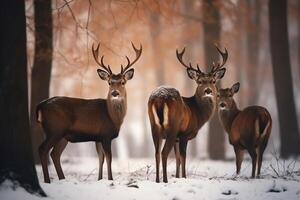 Family group of deer in snowy winter forest Christmas holiday photo