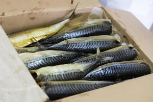 Smoked mackerel in a paper box. Fishing industry. photo