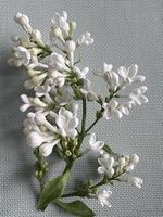 Lilac flowers on the grey table photo