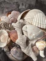 Seashells on the texture background photo