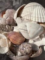 Seashells on the texture background photo