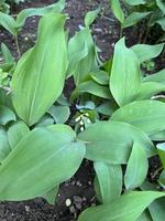 White lily of the valley photo