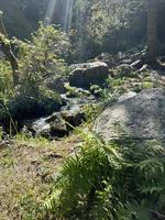 Green forest with the river photo