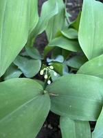 White lily of the valley photo