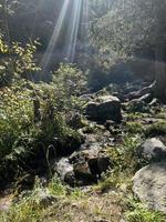 verde bosque con el río foto