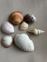 Seashells on the texture background photo