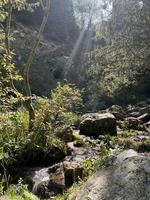 verde bosque con el río foto