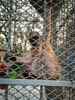 A monkey in a cage is behind a fence photo