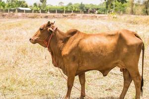 Brown Thai cows are grazing on the ground..a brown cow close up with a blurred background.adult female cow photo