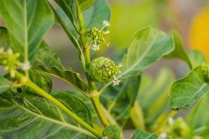 Noni fruits or Morinda citrifolia indian mulberry, cheese fruit photo