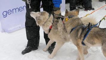 rouco trenó cachorros com cachorro motorista participa dentro competições dentro raças em trenós, lento movimento. a poder do Sibéria festival video