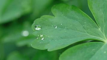 foglia di aquilegia con gocce d'acqua macro video