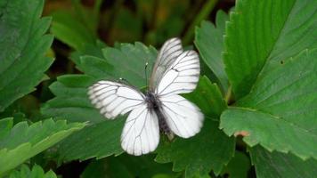 Aporia crataegi Black veined white butterfly mating on leaf strawberry video