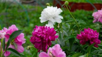 pivoine fleur. rouge blanc et violet pivoine fleurs épanouissement dans le jardin. grille concentrer video