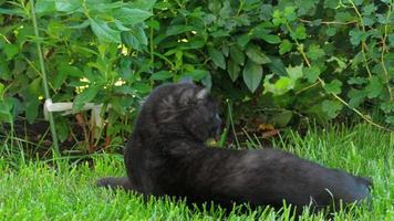 el gato negro escocés yace en la hierba verde cerca de la cabaña video