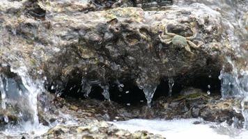 krabben op de rots op het strand, rollende golven, close-up video