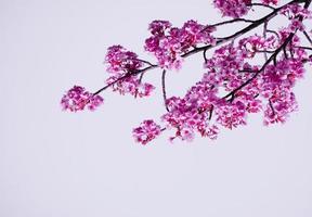 Soft pastel color,Beautiful cherry blossom Sakura blooming with fading into pastel pink sakura flower,full bloom a spring season in japan photo